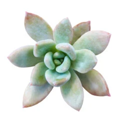 Graptoveria Opalina