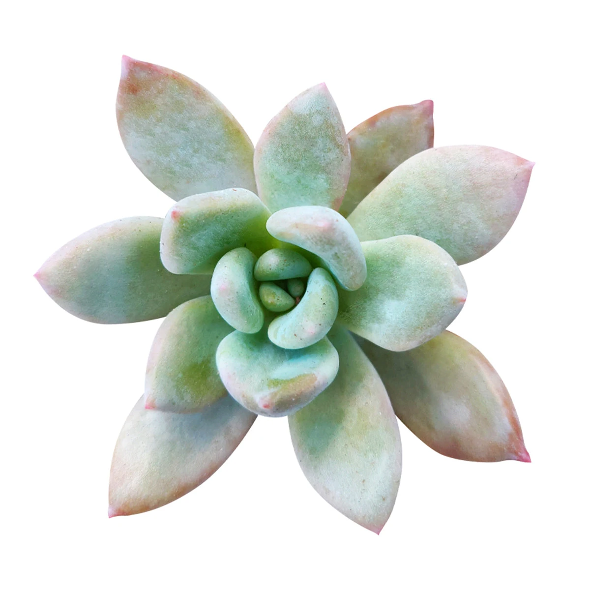 Graptoveria Opalina