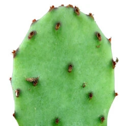 Tulip Prickly Pear Cactus