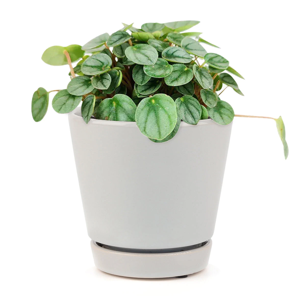 Peperomia Little Toscani - Image 7