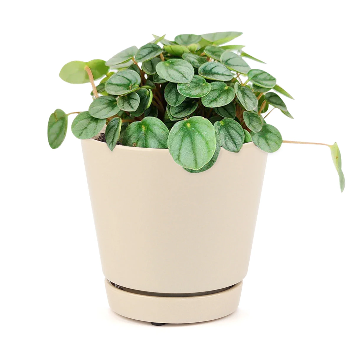 Peperomia Little Toscani - Image 8
