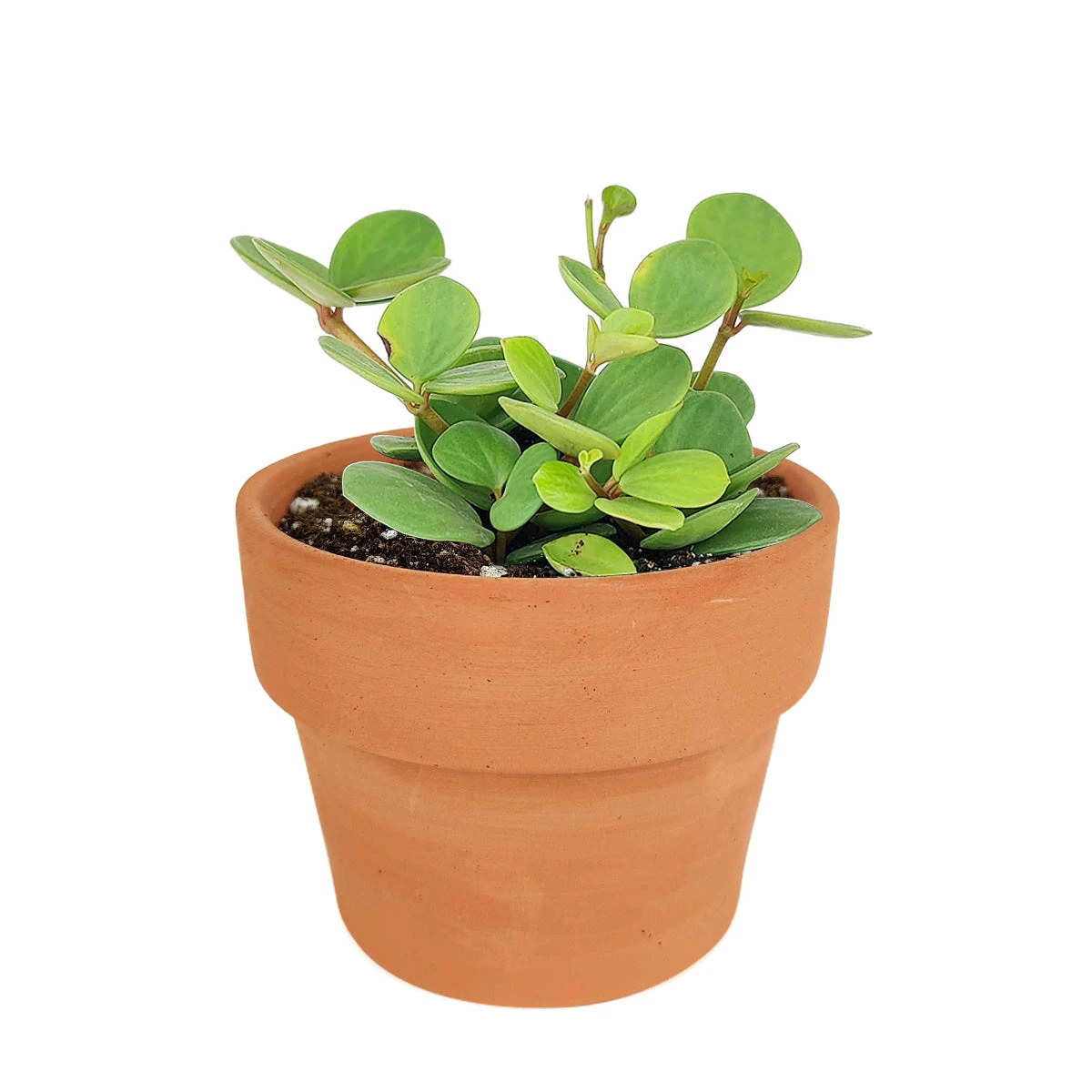 Peperomia Hope - Image 9