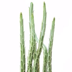 Pickle Plant Kleinia Stapeliiformis