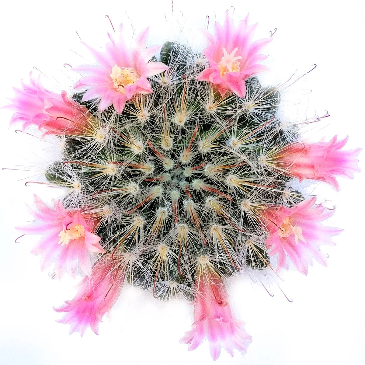 Powder Puff Cactus Mammillaria - Image 7