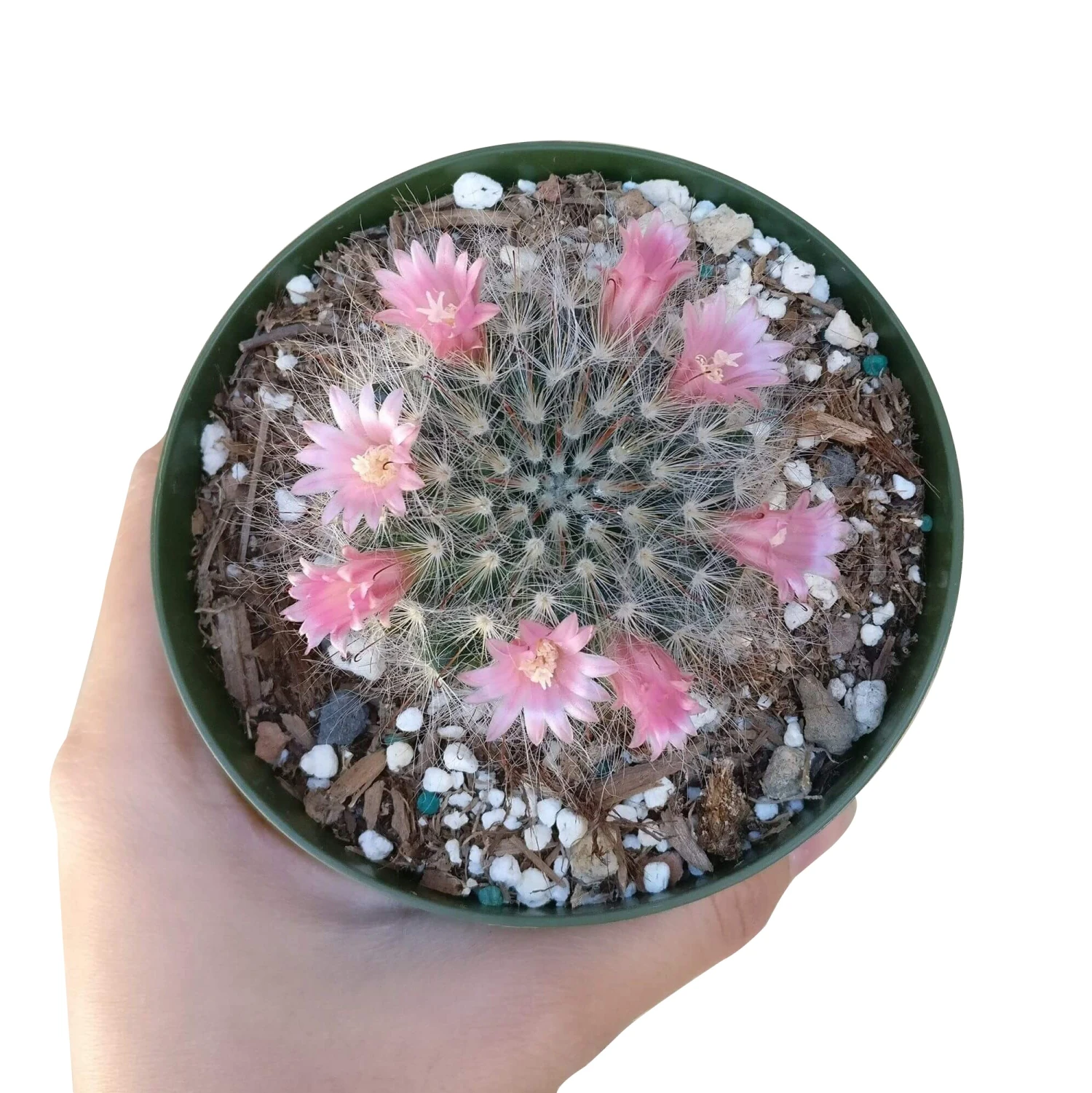 Powder Puff Cactus Mammillaria - Image 2