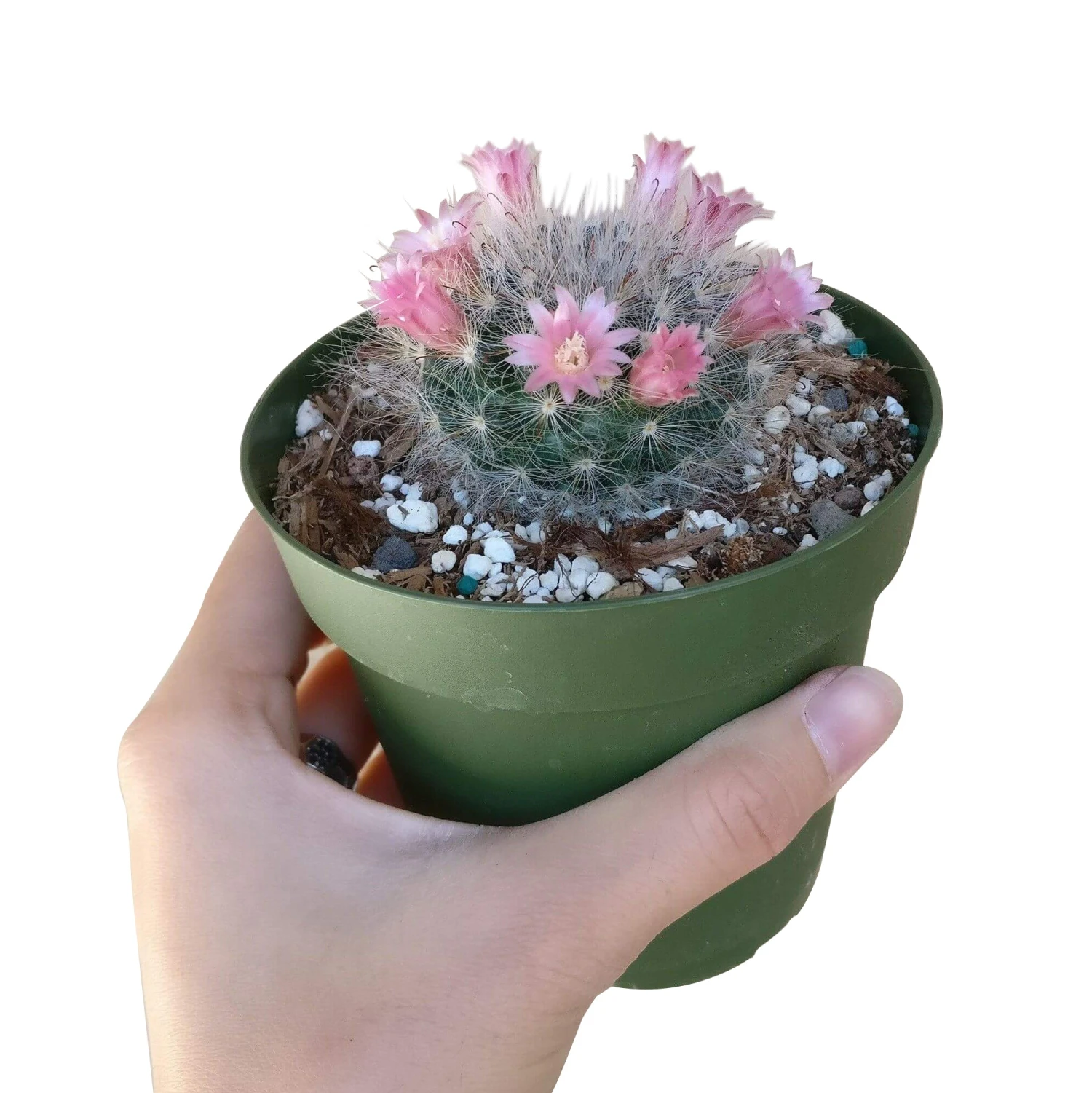Powder Puff Cactus Mammillaria - Image 3