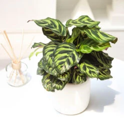 Calathea Makoyana Peacock