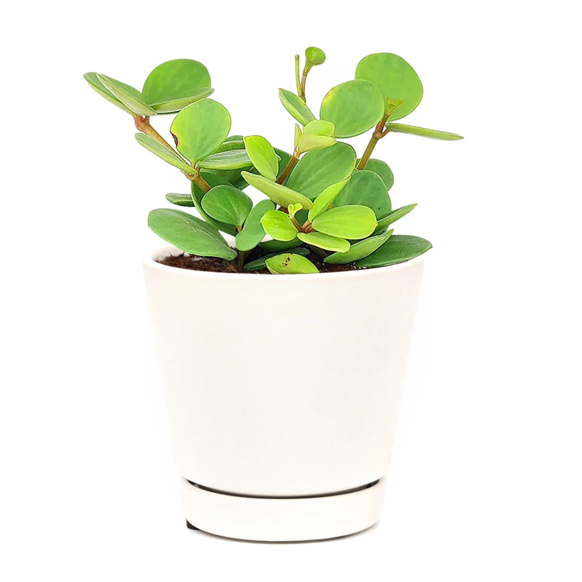 Peperomia Hope - Image 6