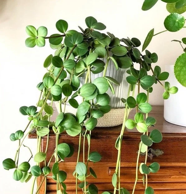 Peperomia Hope - Image 13