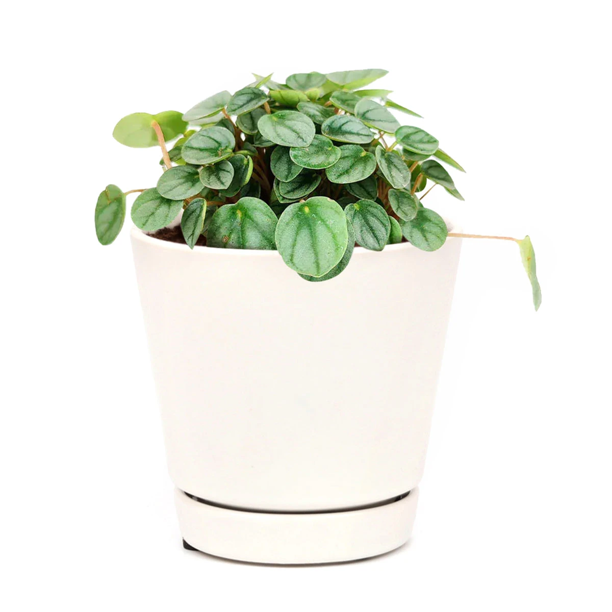 Peperomia Little Toscani - Image 6