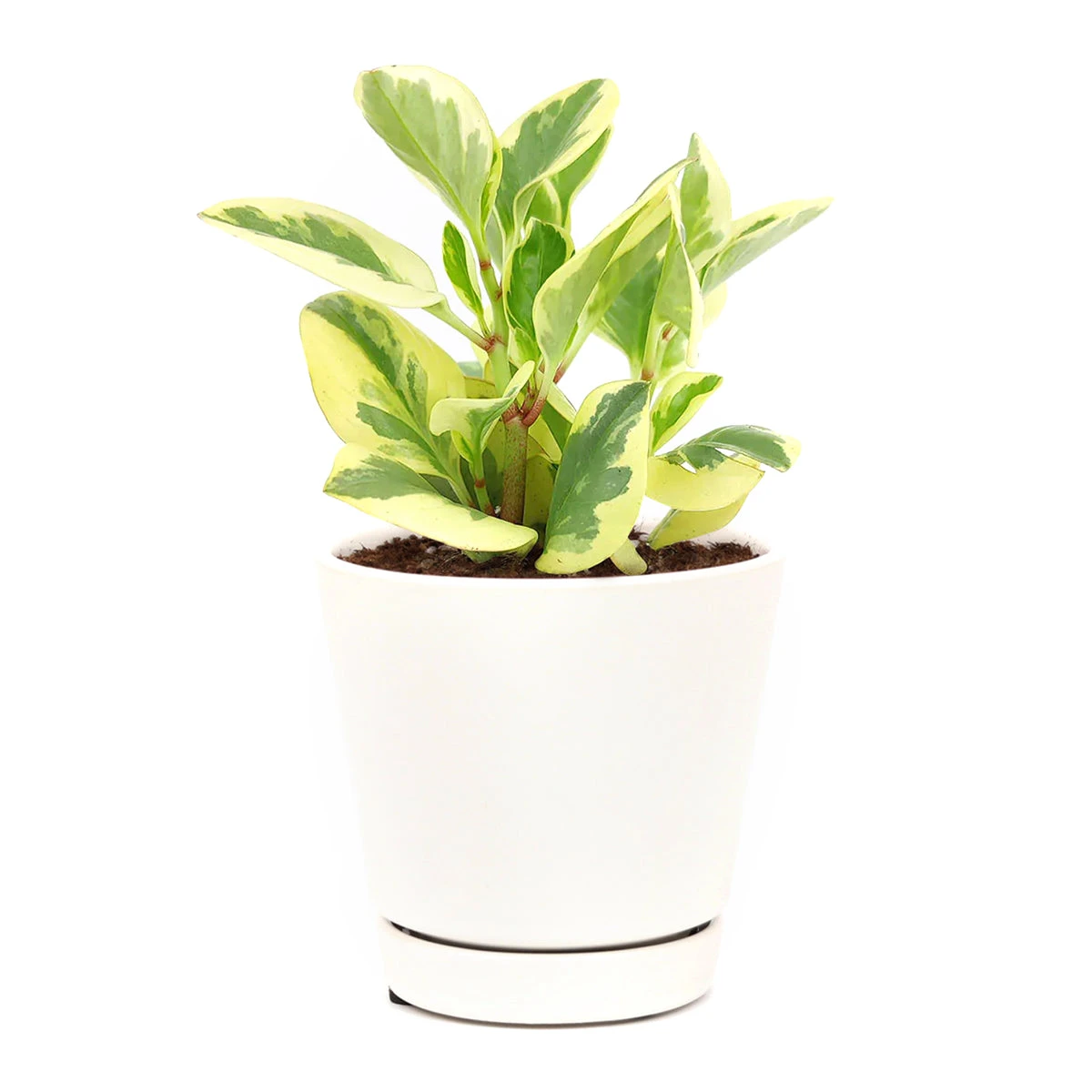 Peperomia Obtusifolia Variegata - Image 5