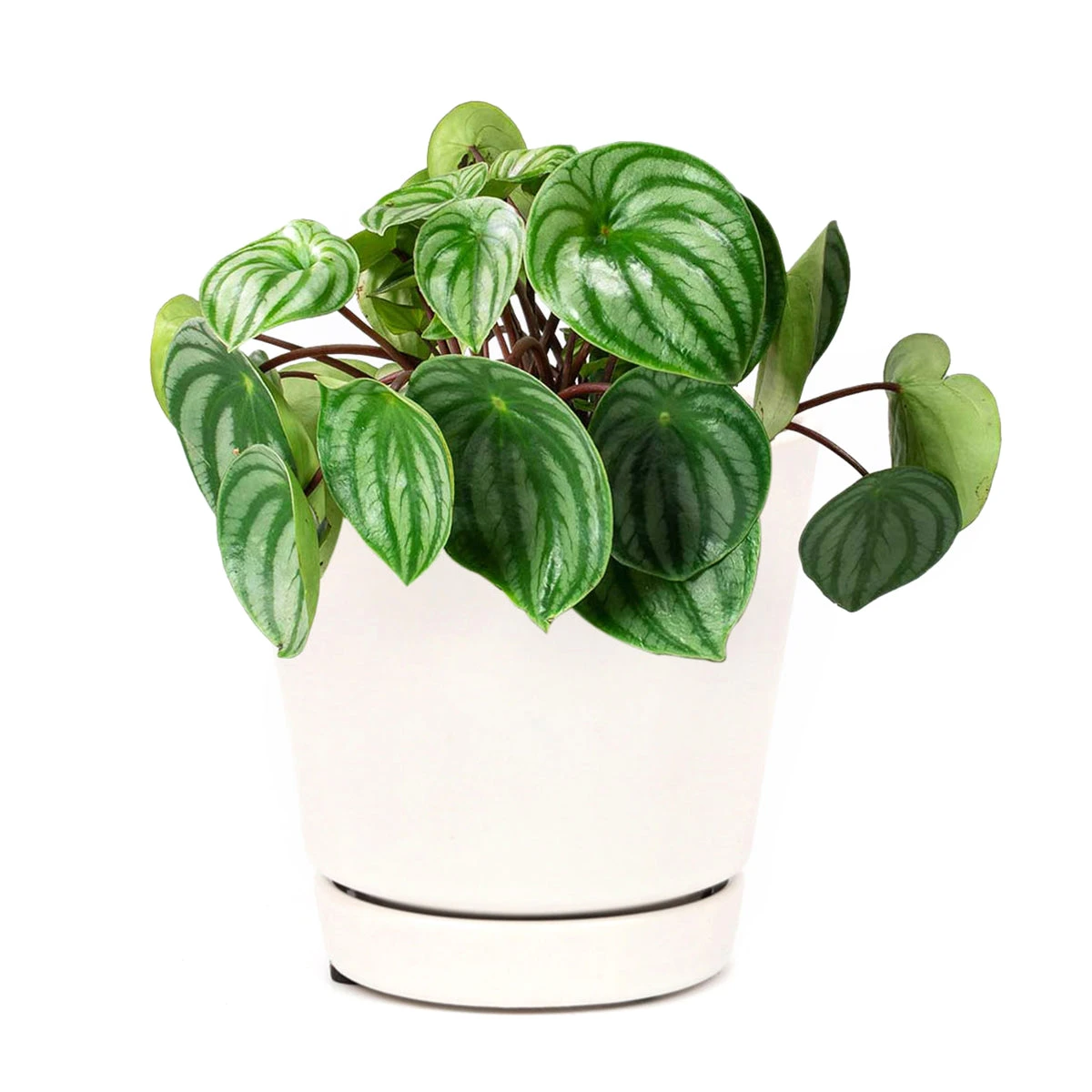 Peperomia Watermelon - Image 11