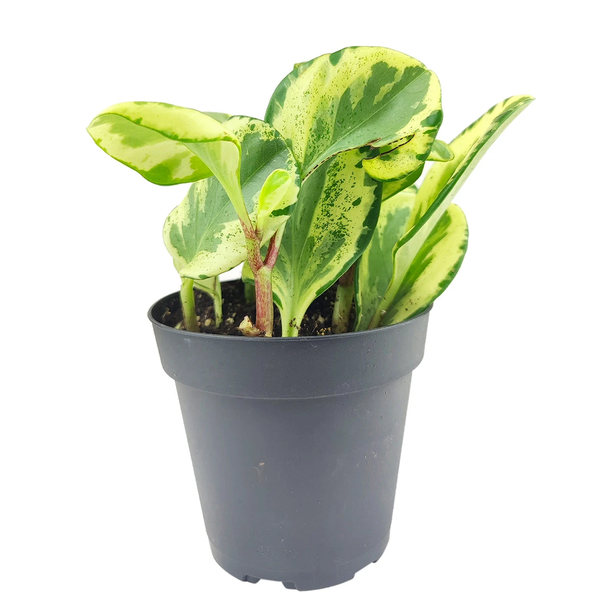 Peperomia Golden Gate - Image 2