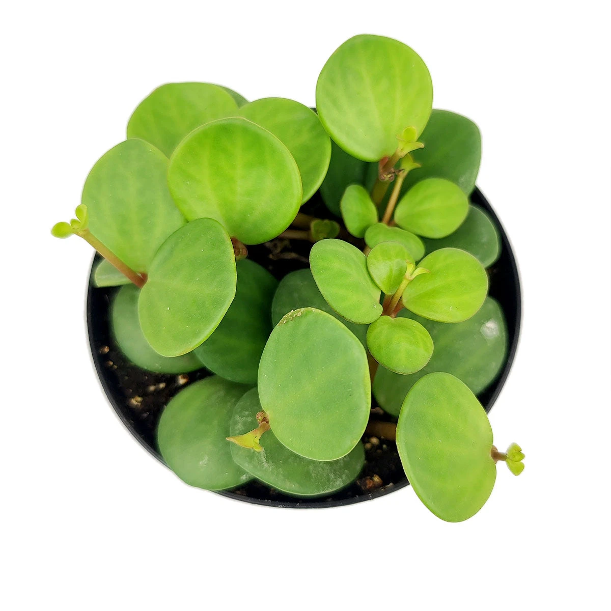 Peperomia Hope - Image 4
