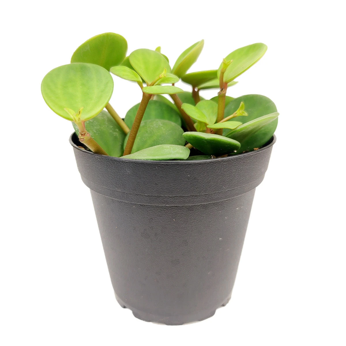 Peperomia Hope - Image 3