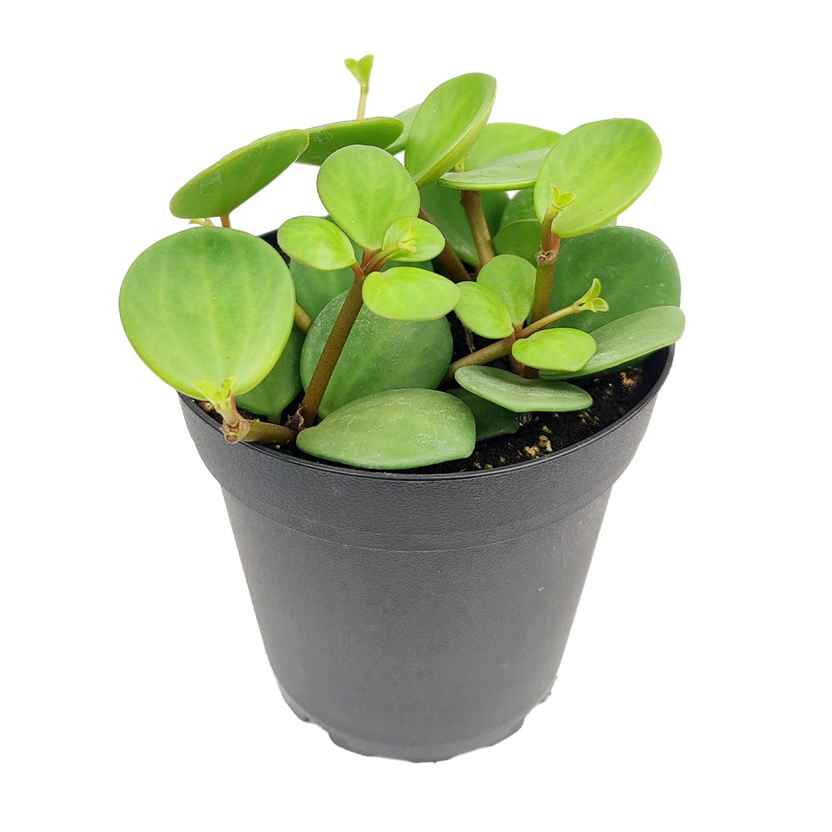 Peperomia Hope - Image 2