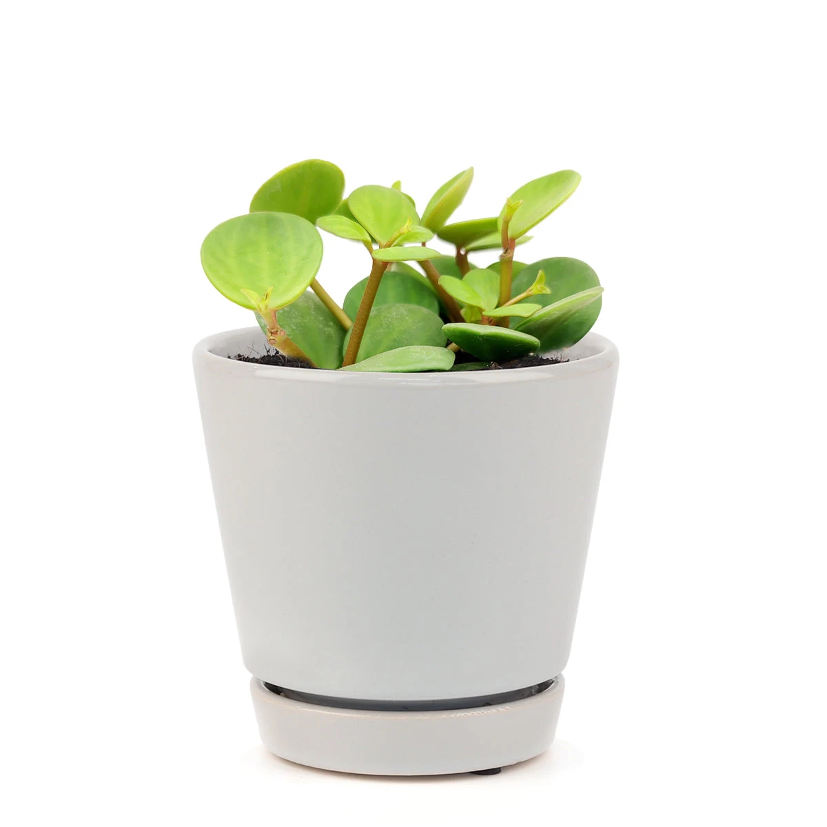 Peperomia Hope - Image 8