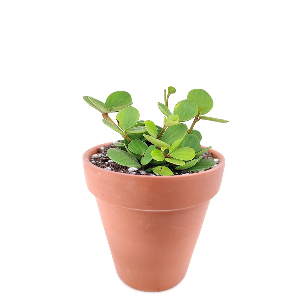 Peperomia Hope - Image 10