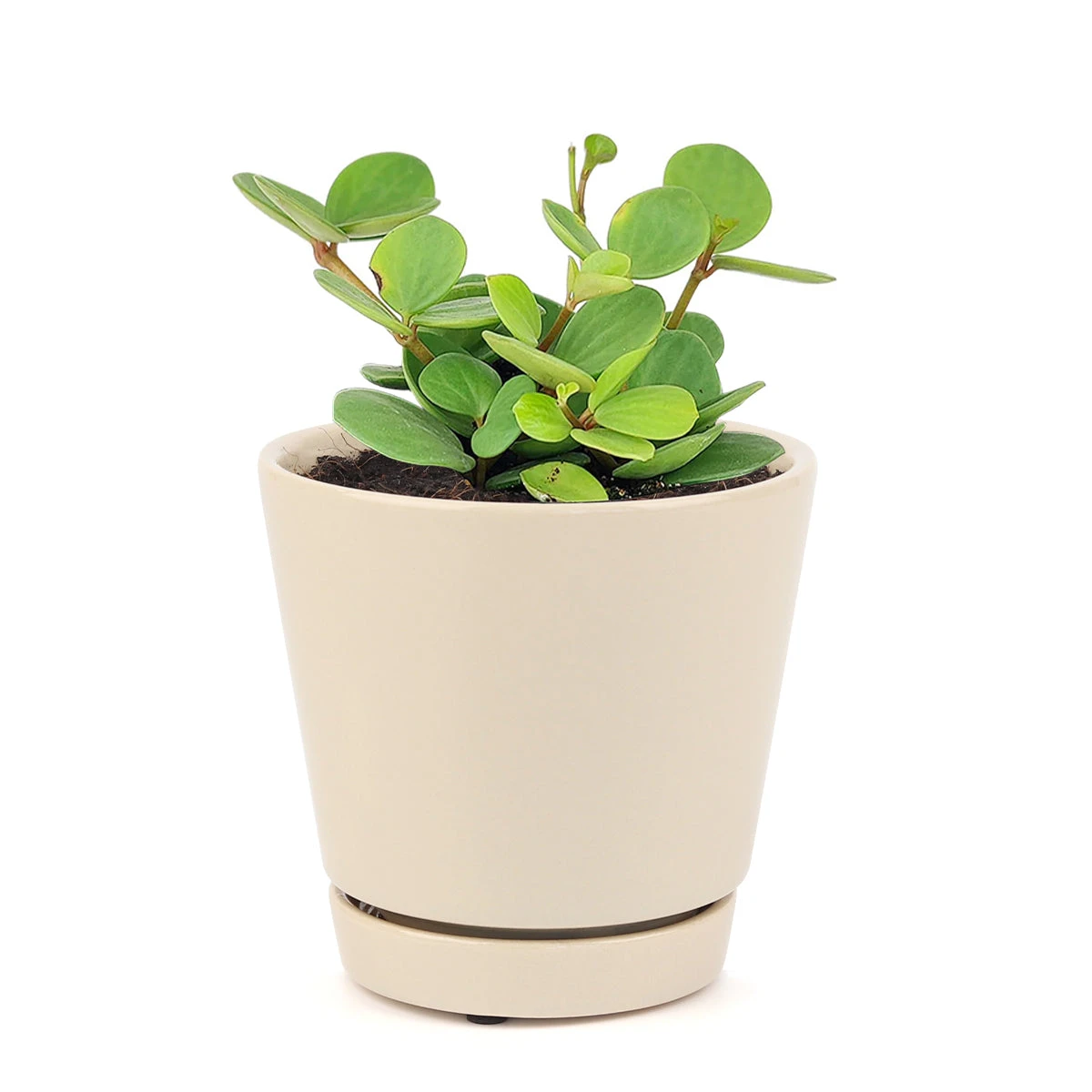 Peperomia Hope - Image 7