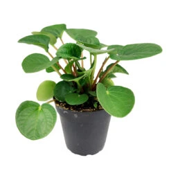 Peperomia Rana Verde
