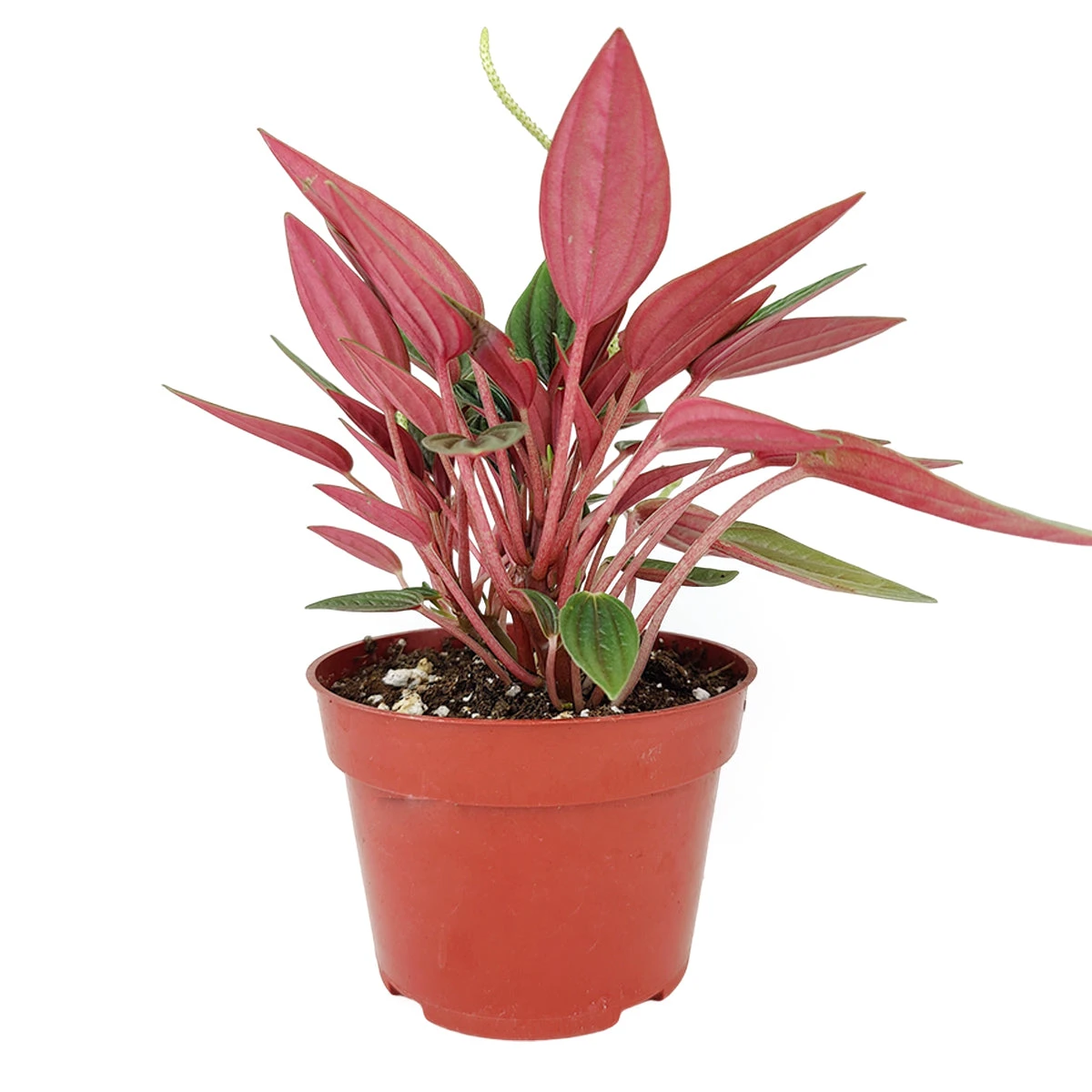 Peperomia Rosso - Image 2