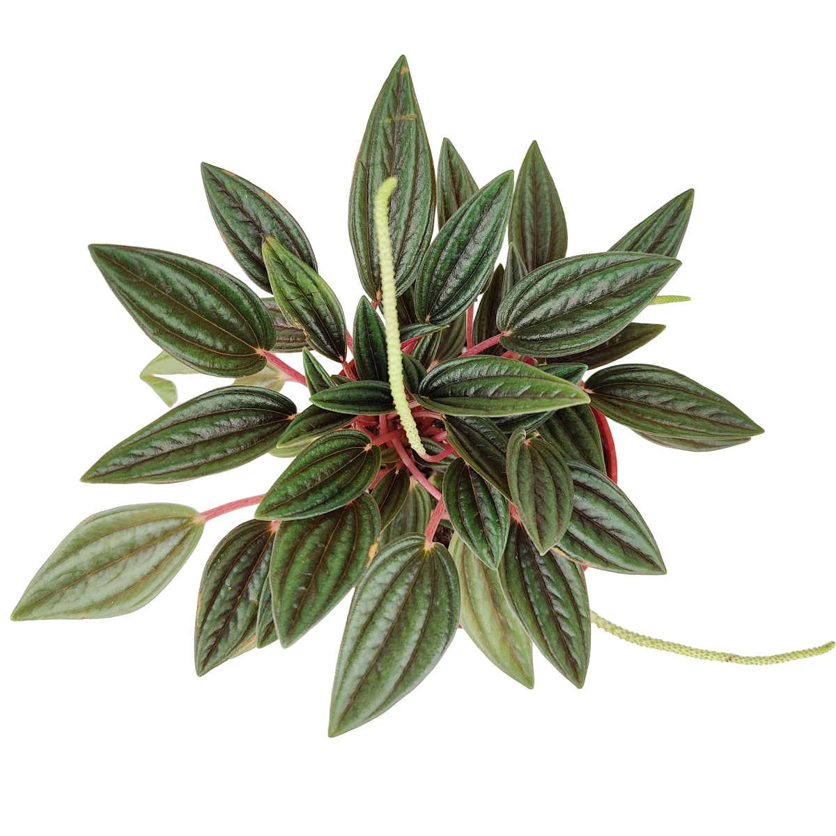 Peperomia Rosso - Image 3