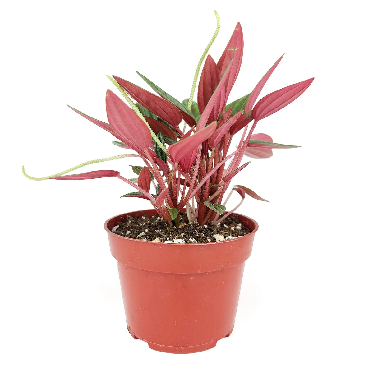 Peperomia Rosso - Image 4