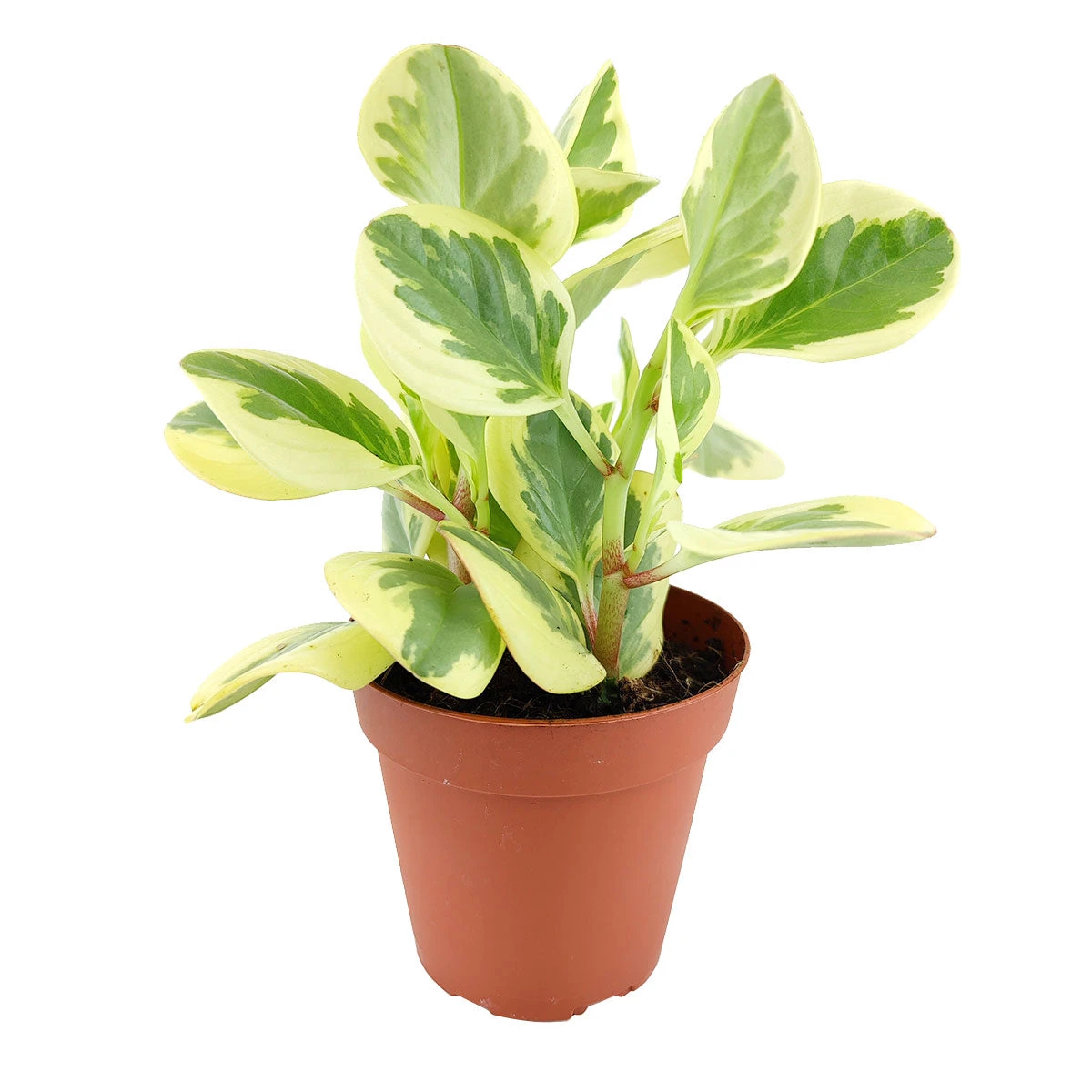Peperomia Obtusifolia Variegata - Image 2