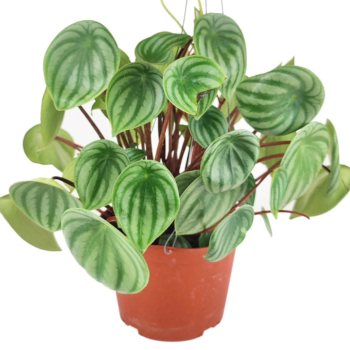 Peperomia Watermelon - Image 12