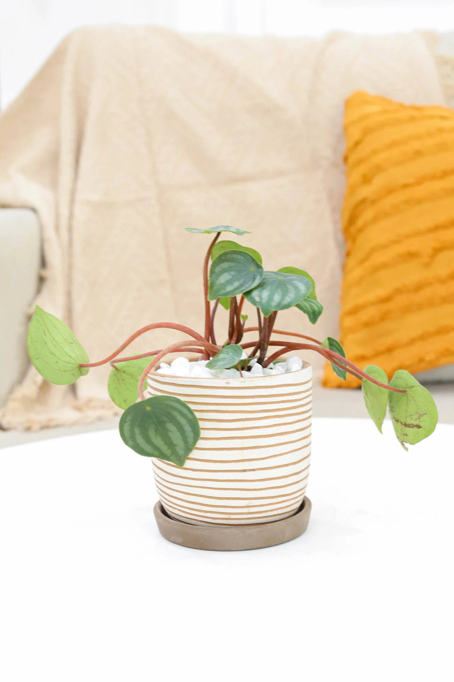 Peperomia Watermelon - Image 9