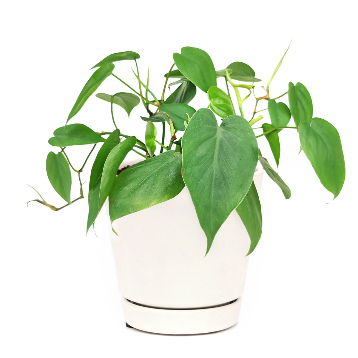 Philodendron Cordatum - Image 9