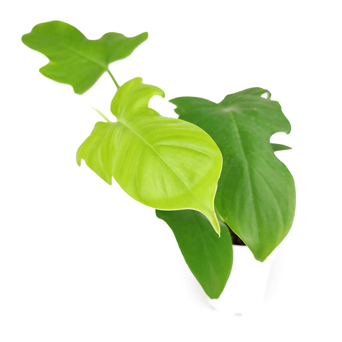 Philodendron Aurea 'Golden Violin' - Image 4