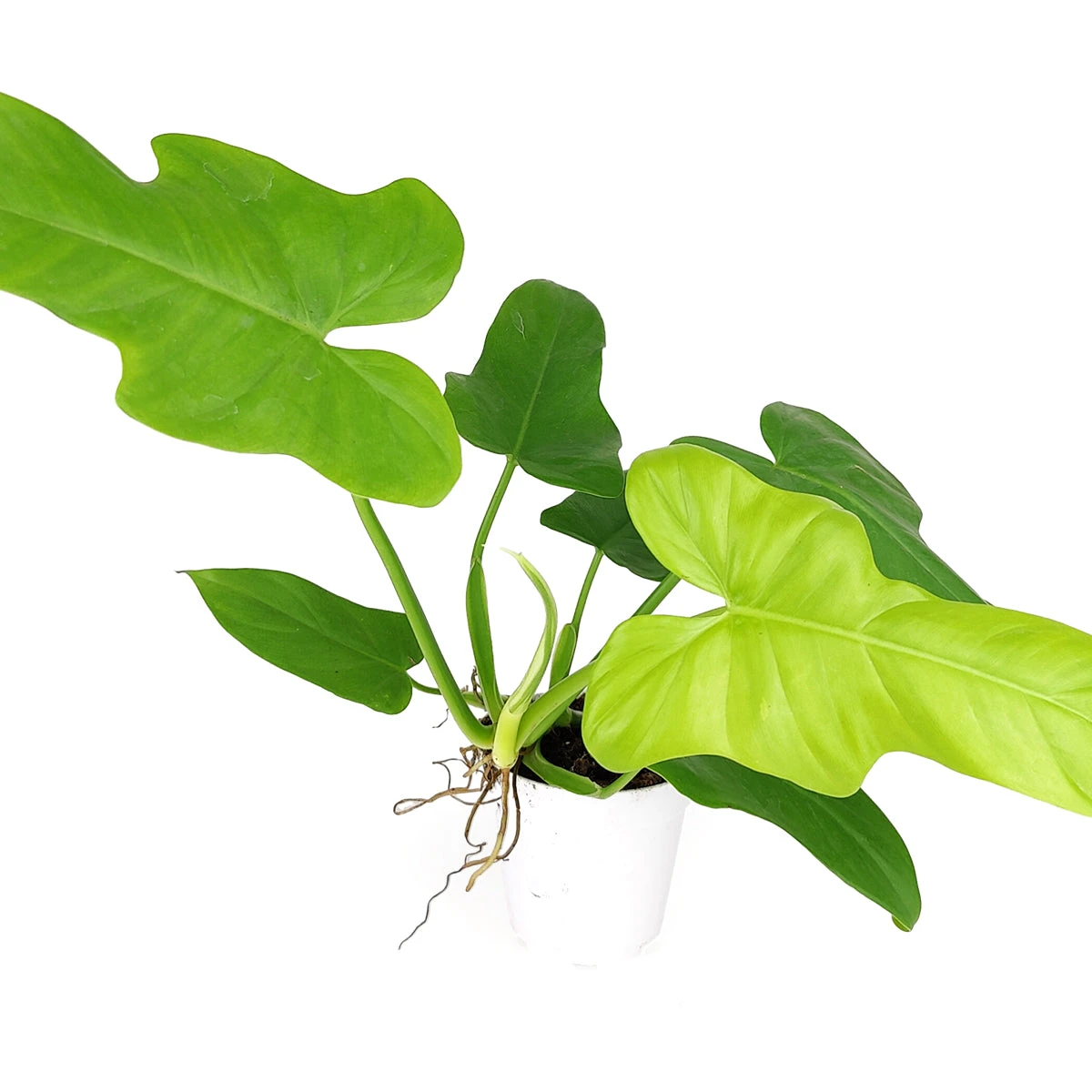 Philodendron Aurea 'Golden Violin' - Image 2