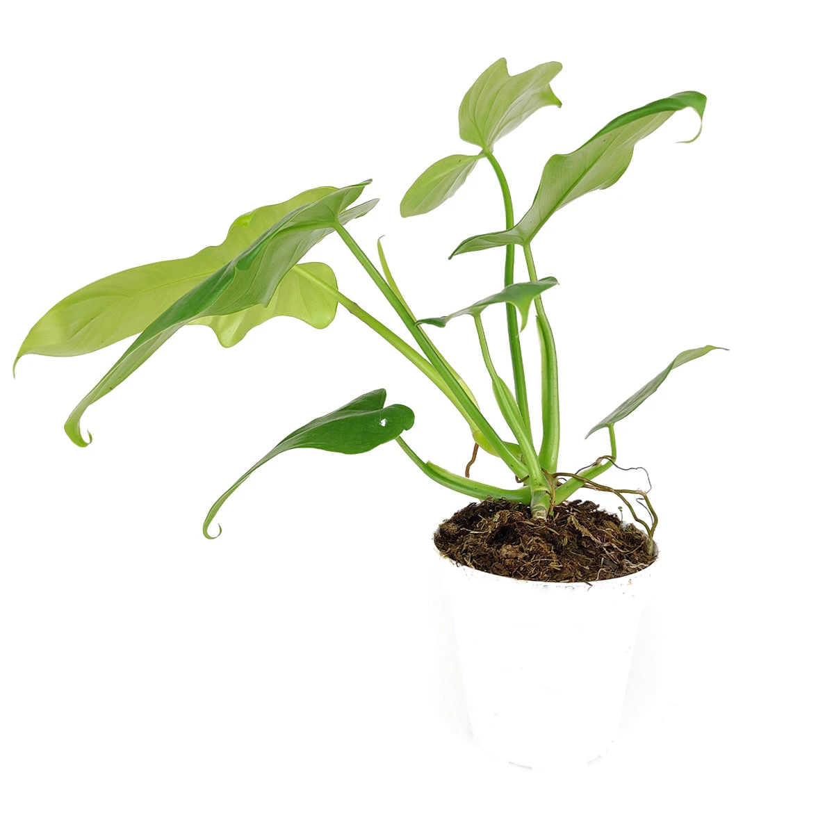 Philodendron Aurea 'Golden Violin' - Image 3