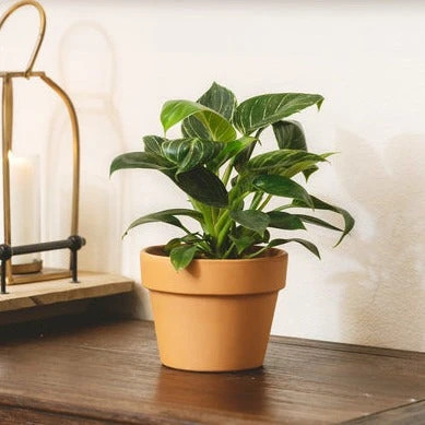 6 Inch Traditional Terracotta Pot - Image 3