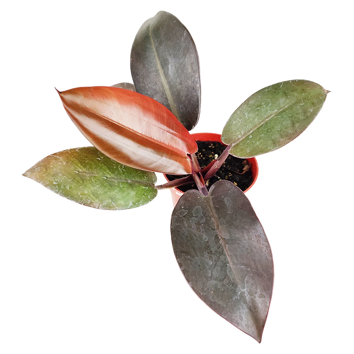 Philodendron Rojo Congo - Image 2