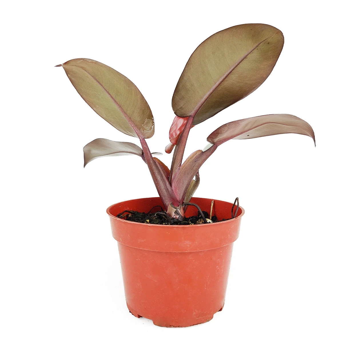 Philodendron Rojo Congo - Image 4