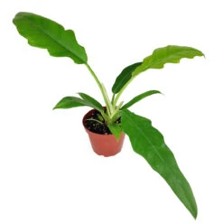 Philodendron Jungle Boogie