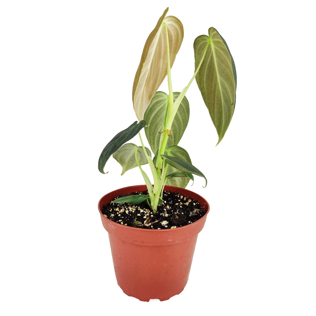 Philodendron Melanochrysum - Image 3