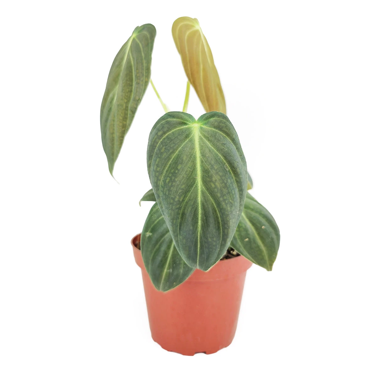 Philodendron Melanochrysum - Image 4