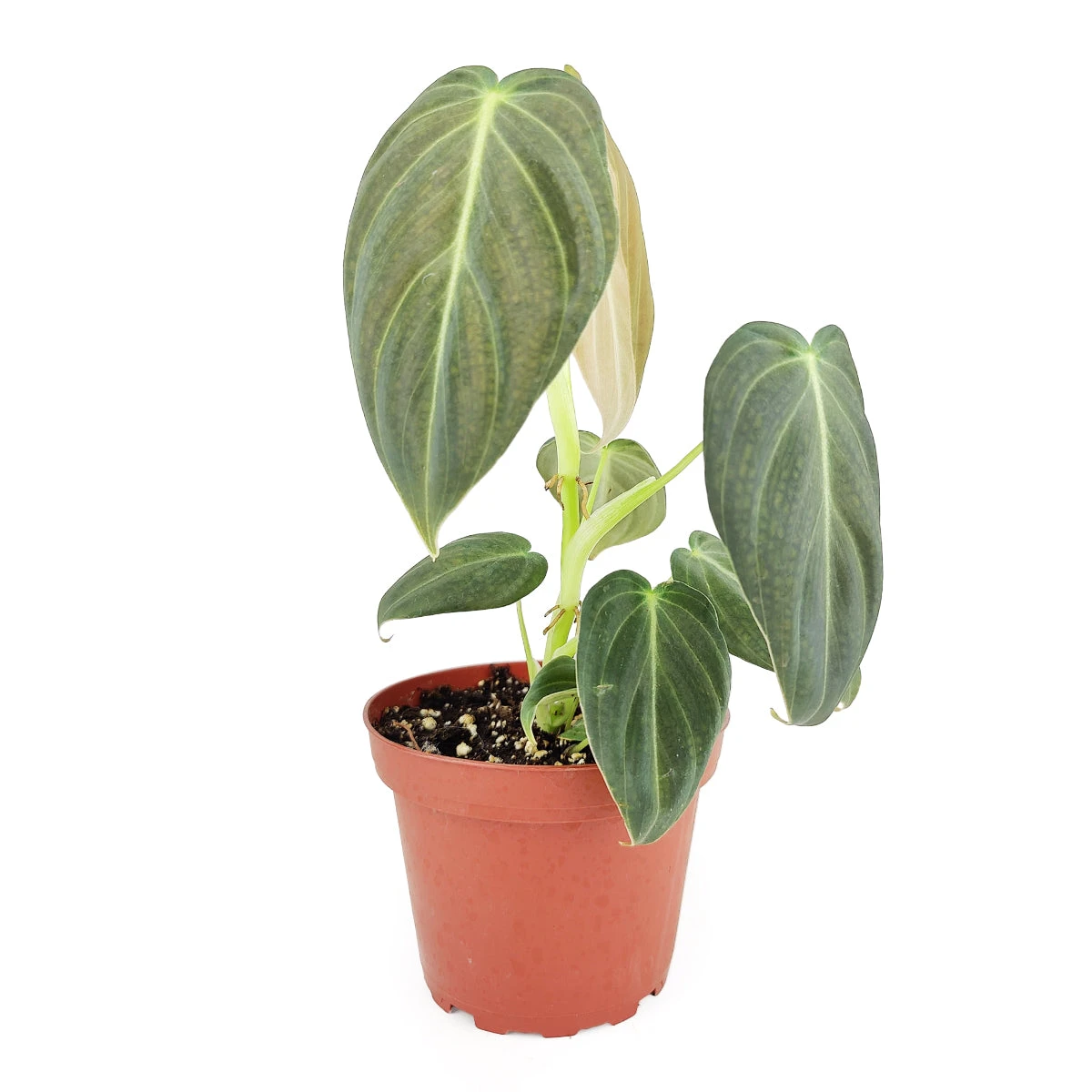Philodendron Melanochrysum - Image 2