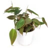 Philodendron Micans