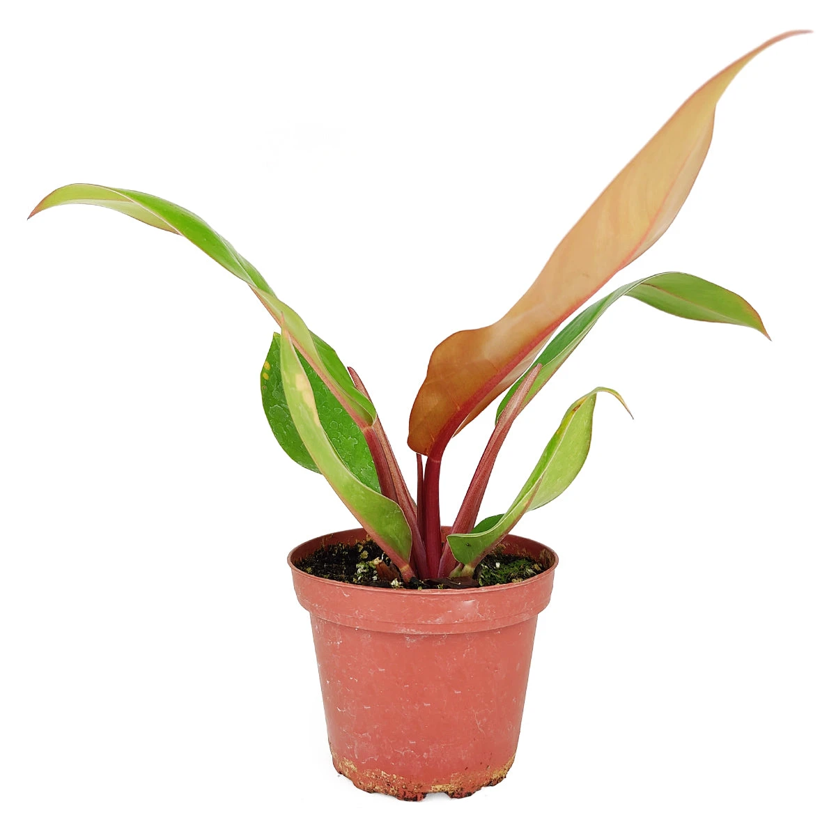 Philodendron Prince Of Orange - Image 2
