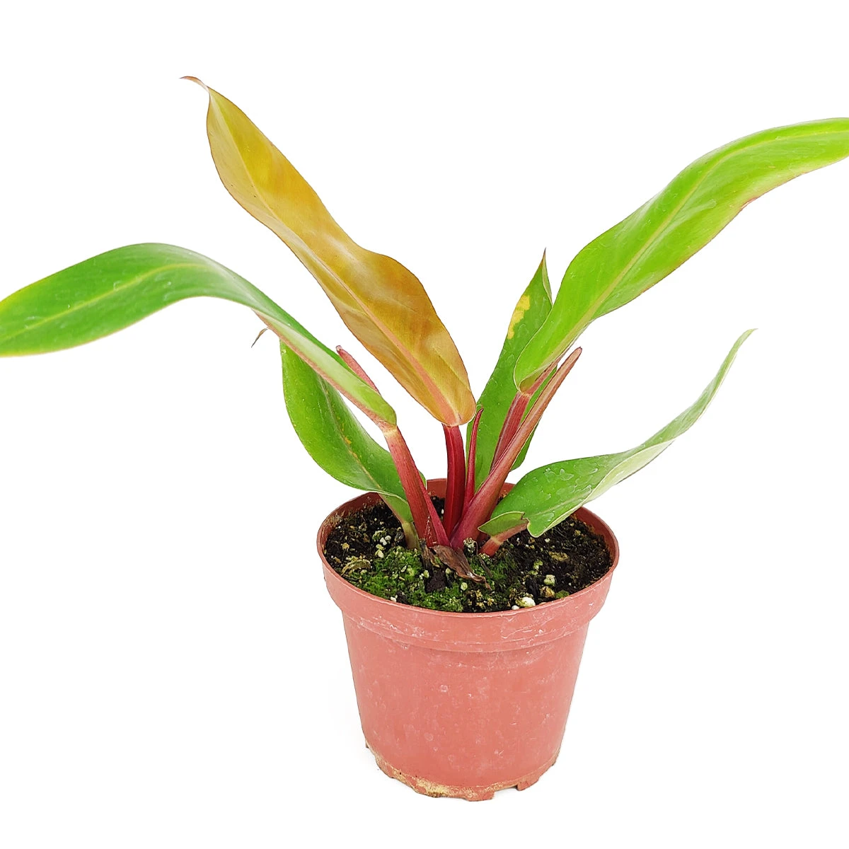Philodendron Prince Of Orange - Image 4