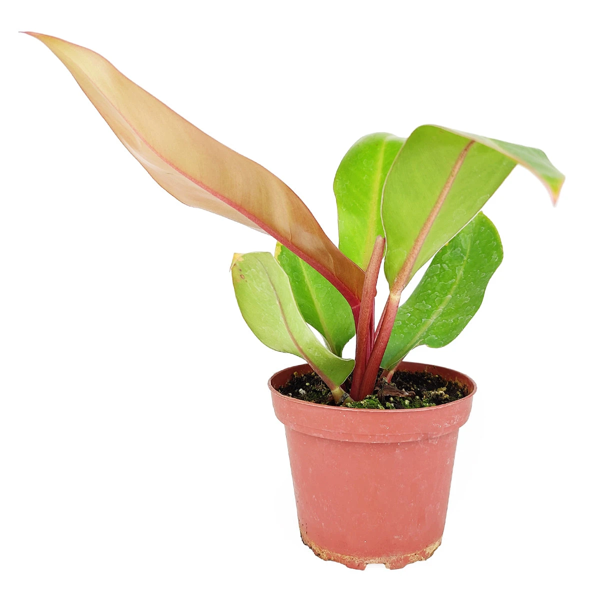 Philodendron Prince Of Orange - Image 6