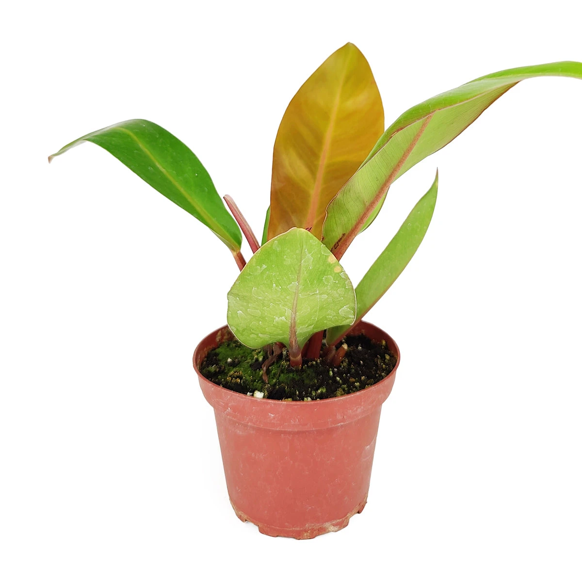 Philodendron Prince Of Orange - Image 7