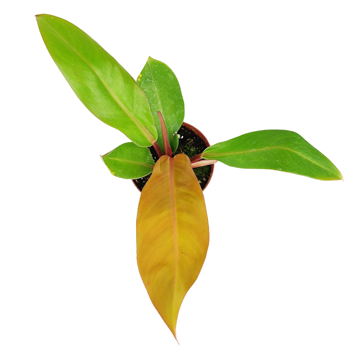 Philodendron Prince Of Orange - Image 3