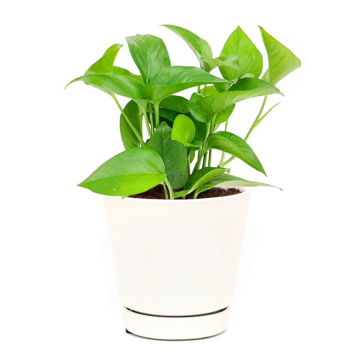 Pothos Jade - Image 10