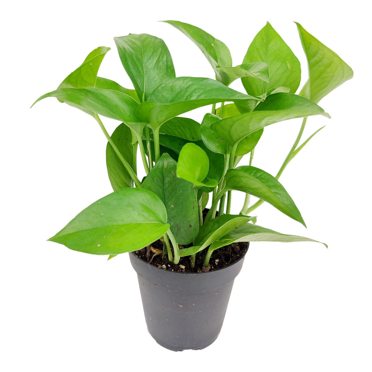Pothos Jade - Image 3