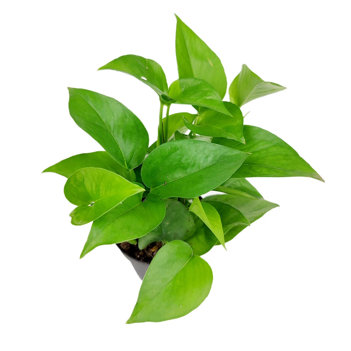 Pothos Jade - Image 4